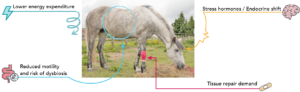 Applied feed chemestry for the injured horse
