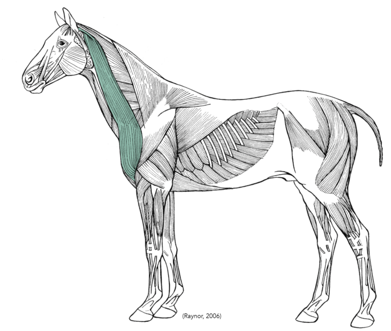 The Brachiocephalicus Muscle
