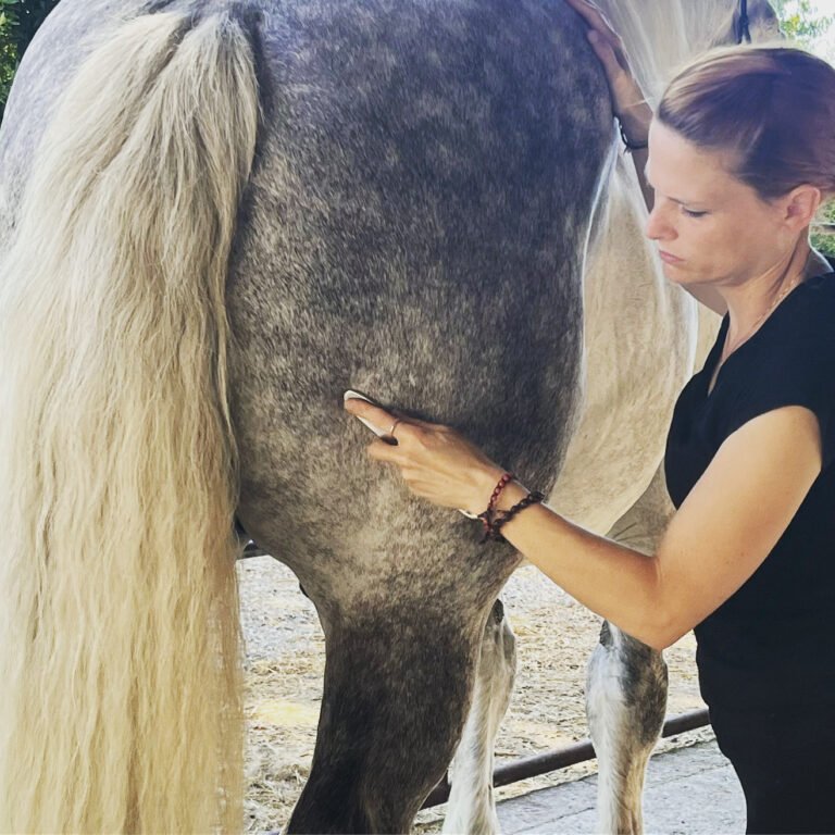 Myofascial Release in Horses: Understanding the Fascial System and Its Role in Health, Performance and Rehabilitation