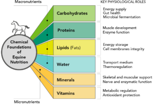Fundations of adequate equine nutrition