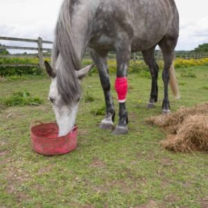 Horse's nutrition during recovery and box rest