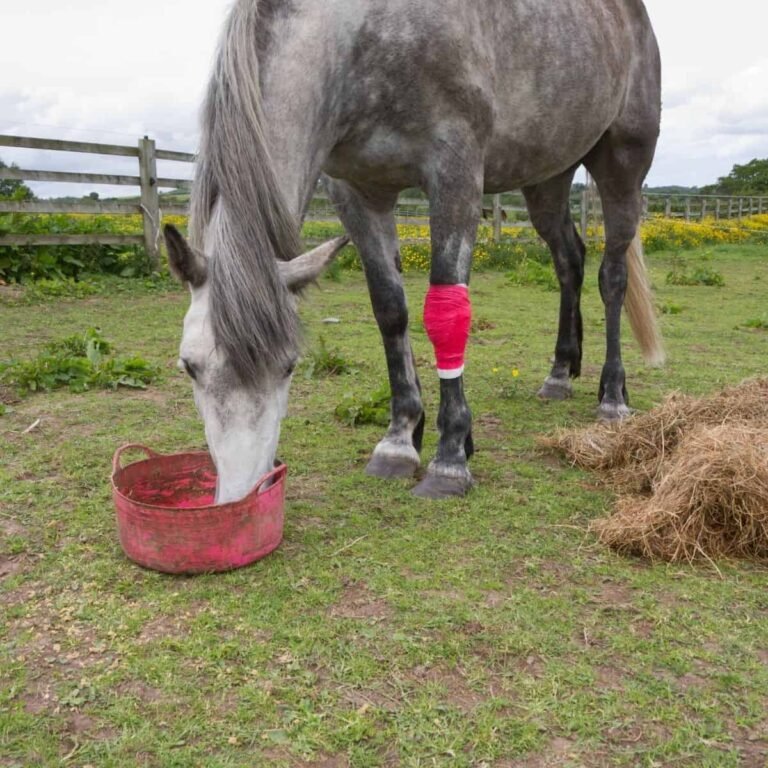 Feeding the Injured Horse: Feeding Your Horse to Safely Support Recovery and Box Rest