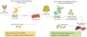 Carbohydrates in the horse's diet