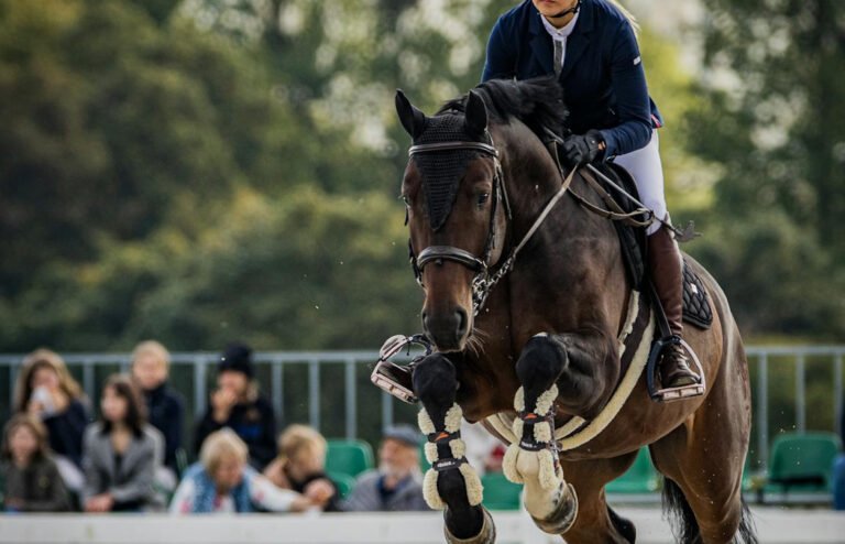 More Than Rehab – The Preventive Power of Equine Physiotherapy