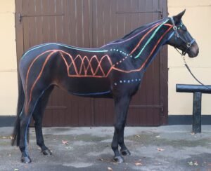 Equine myofascial kinetic lines