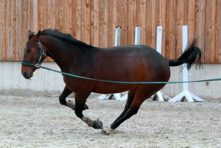 Recognising Signs of Musculoskeletal Issues in Horses